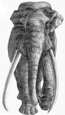 27 NOVEMBRE 2011 MUSEO del PLEISTOCENE